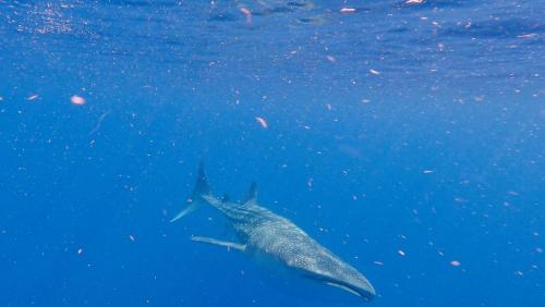 GH010031-frame-at-1m18s